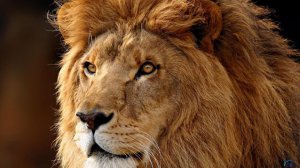 iAtkos L2 (OS X Lion 10.7.2) (2011) Русский + Английский